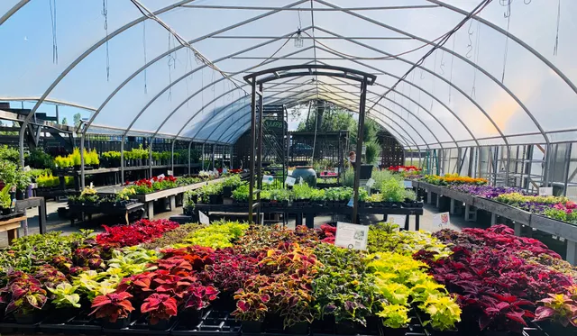 W.I.G. Garden Centre and Nursery (Western Independent Greenhouses)