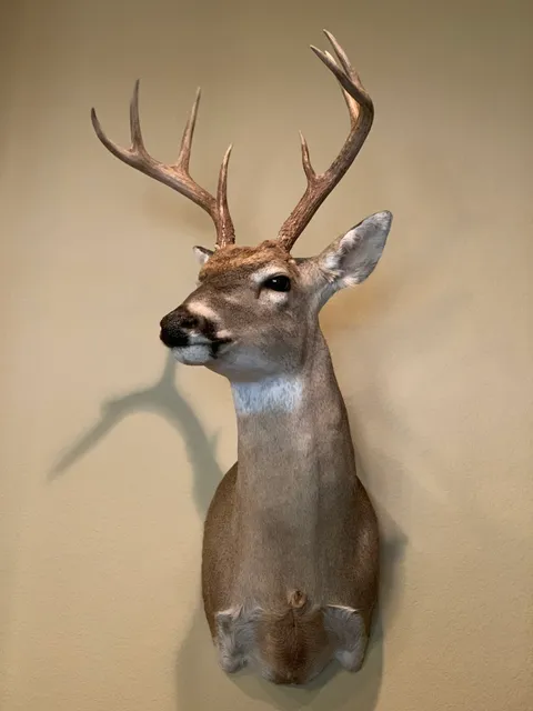 A & R Taxidermy