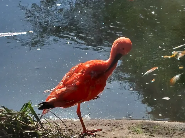 Flamingolagune Colorada