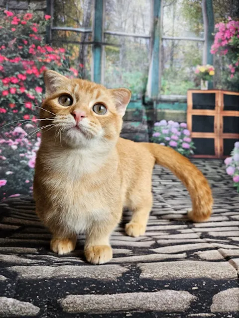 Munchkin Kittens NYC