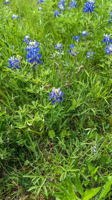 Bluebonnet Trail entrance