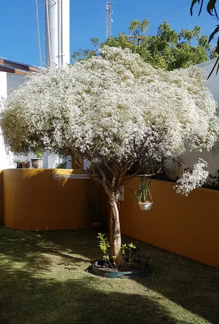 Chácara Canto Do Sabiá