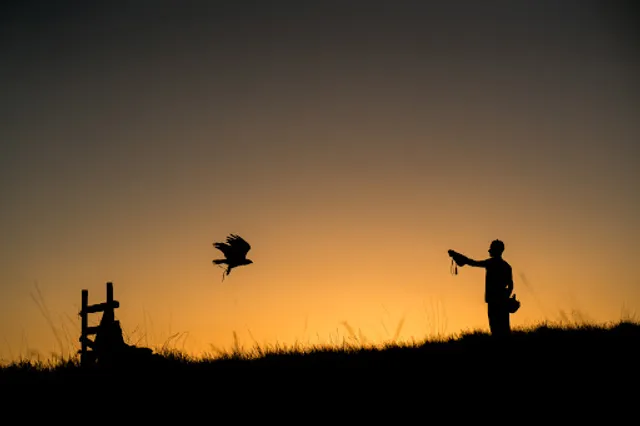 Hawk On Hand Falconry