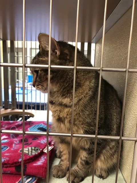 Lynchburg Humane Society