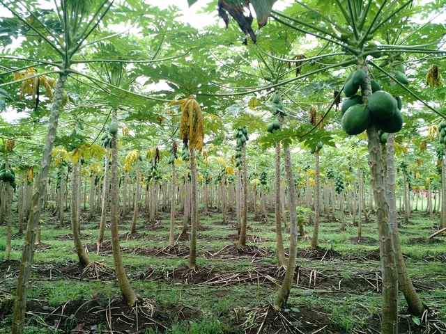 Don Olivo Chocolate Tour