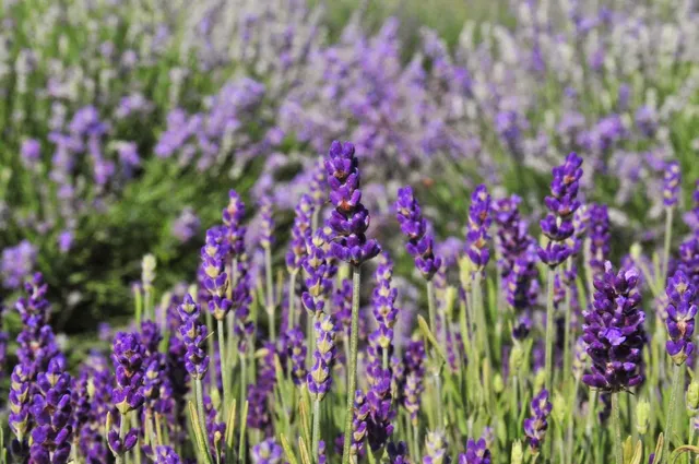 Seven Oaks Lavender Farm
