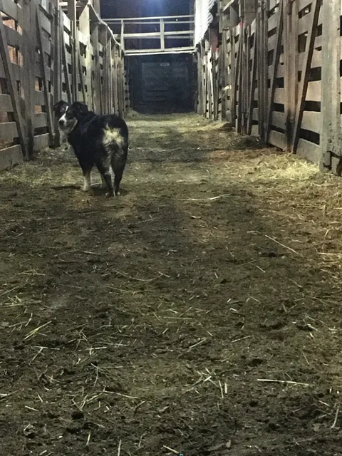 Muskingum Livestock Auction Co