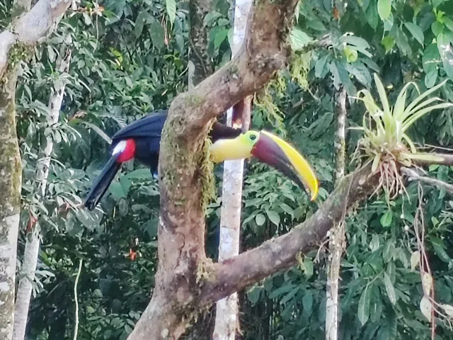 Paradise Rio Celeste