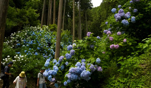 Minamisawa Ajisai Mountain