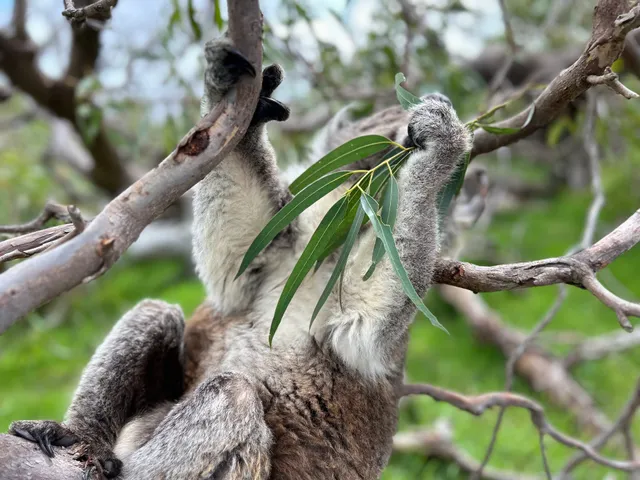 Mikkira Station Koala Sanctuary