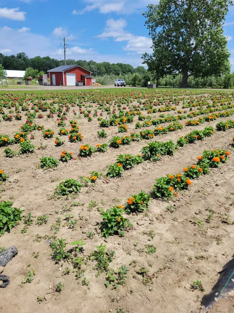 Blakes Lavender Festival