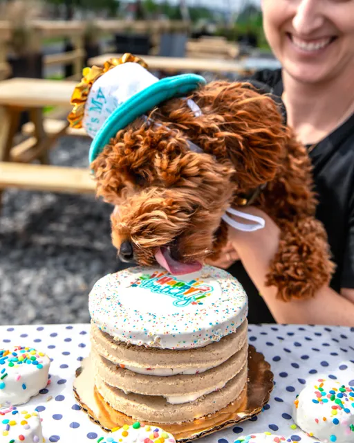 Park-9 Dog Bar Fenway