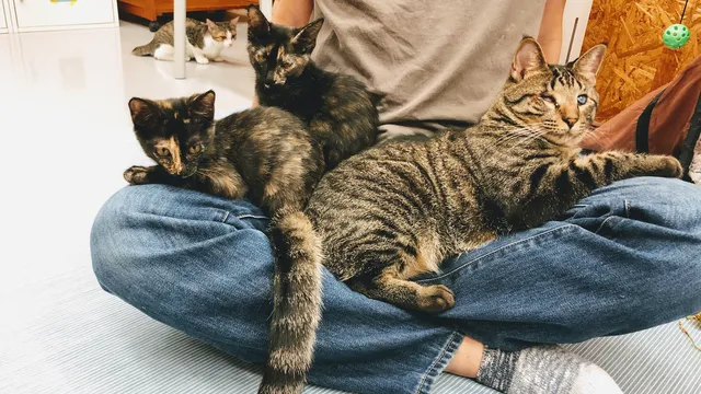 Rescue Cat Cafe Meooow!