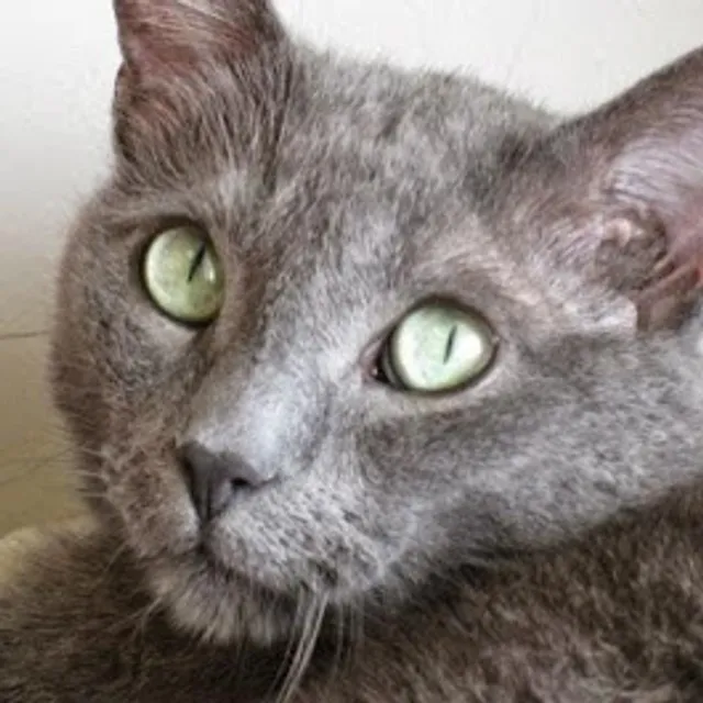 Completely Cat Clinic