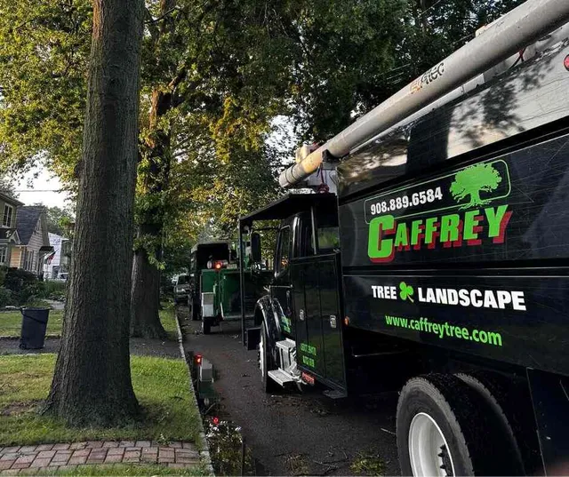 Caffrey Tree & Landscape