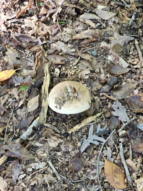 Cabin Camp 1 - Goodwill