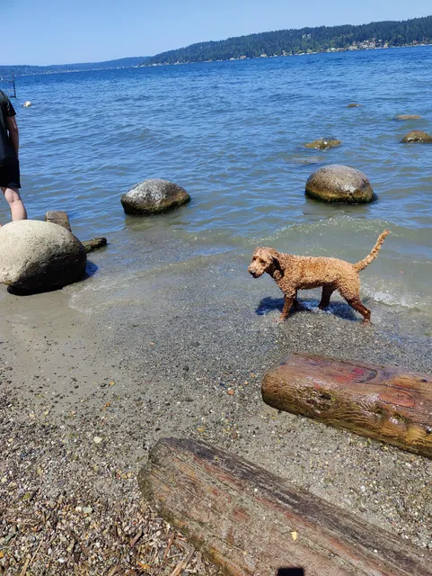 Magnuson Park Off Leash Dog Beach