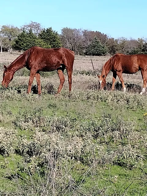 BradLind Ranch Horse Boarding