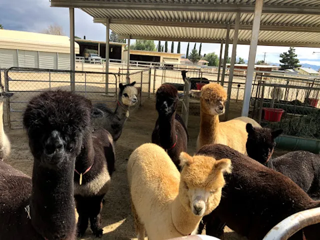 Angels Alpaca Ranch