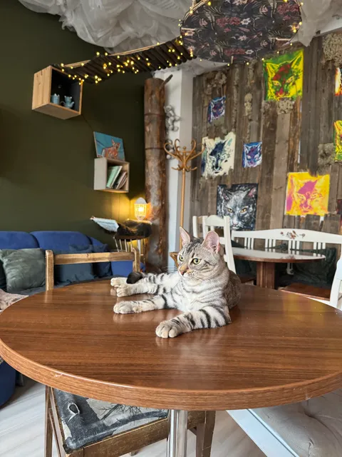 Cat Cafe Tiramisu
