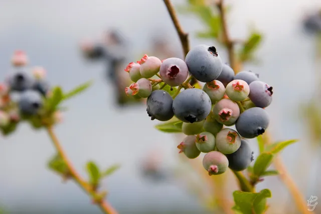 Blueberry Lane Farms