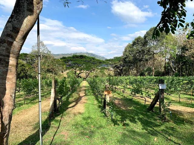 Village Farm Winery วิลเลจ ฟาร์ม ไวน์เนอรี่