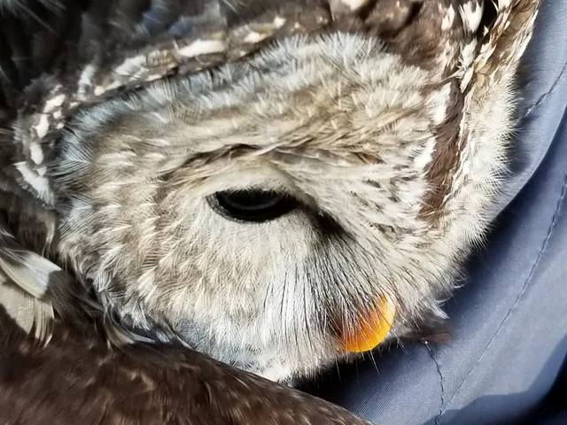 Carolina Wildlife Center