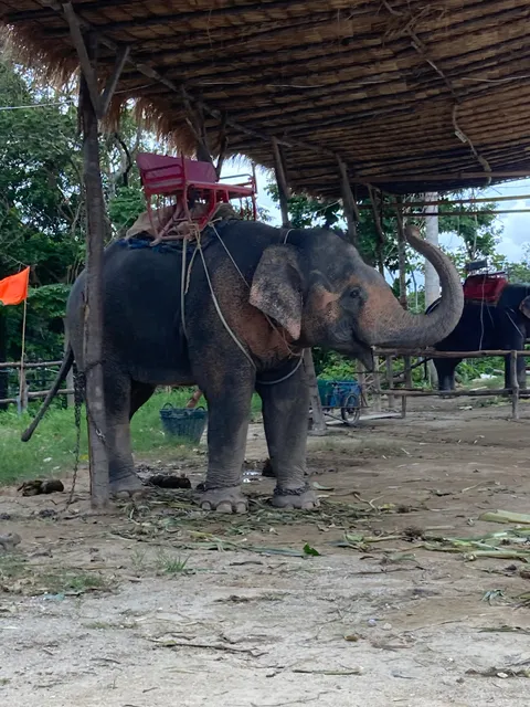 elephant camp Jetsada kachaphat Patong