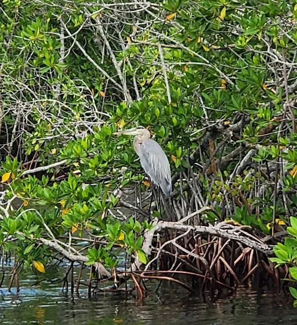 Capt. Sterling's Everglades Tour