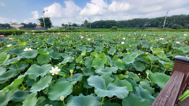 Cherry Blossom Trail