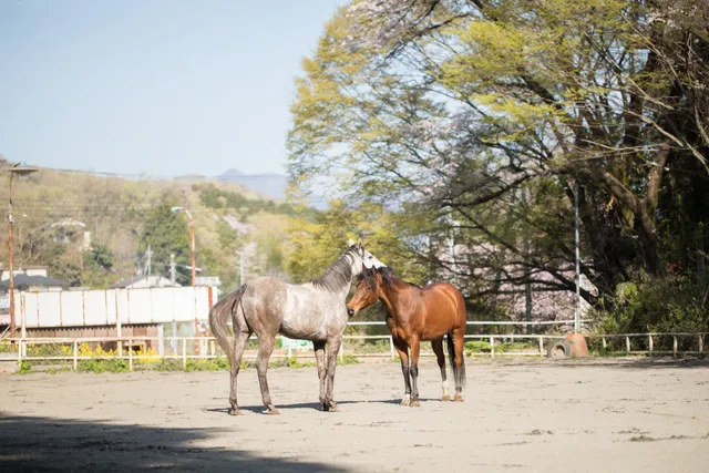 アルバホースファーム