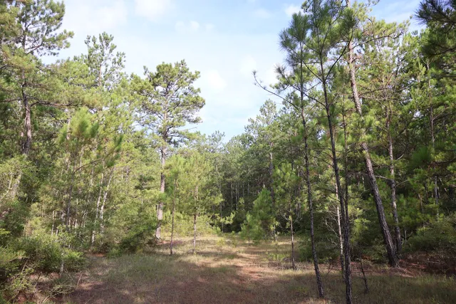 Lone Star Hiking Trail - Trailhead # 14