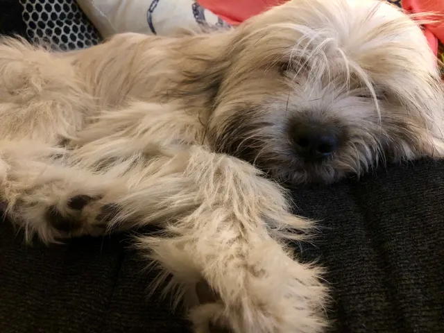 The Humane Society of New York