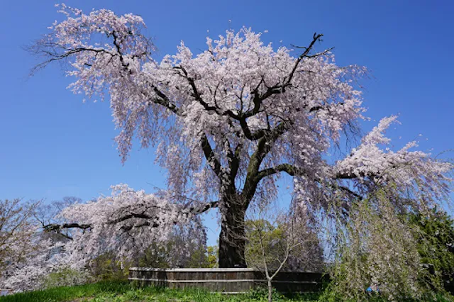 Maruyama Park