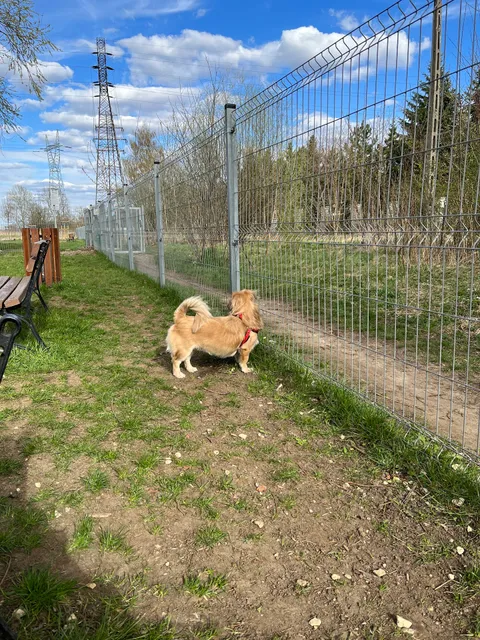 Dog Park