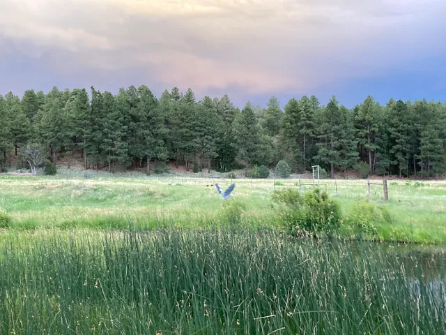 Show Low Creek Meadow Trailhead