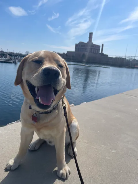 Happy Paws Boston