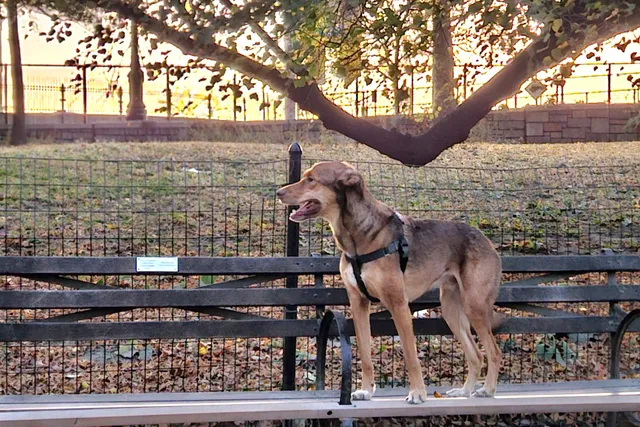 West 72nd Street Dog Run
