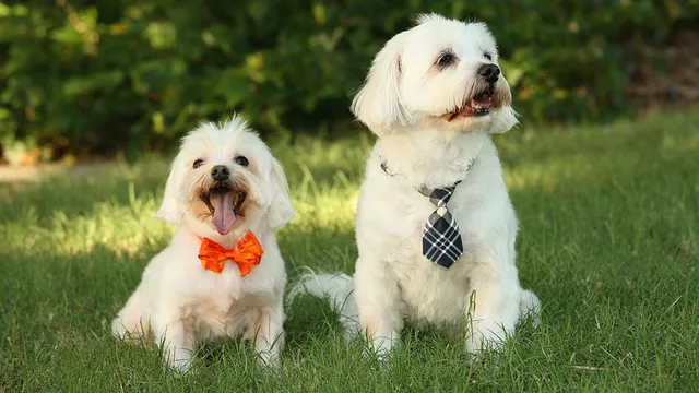 High Paw Pet Supplies