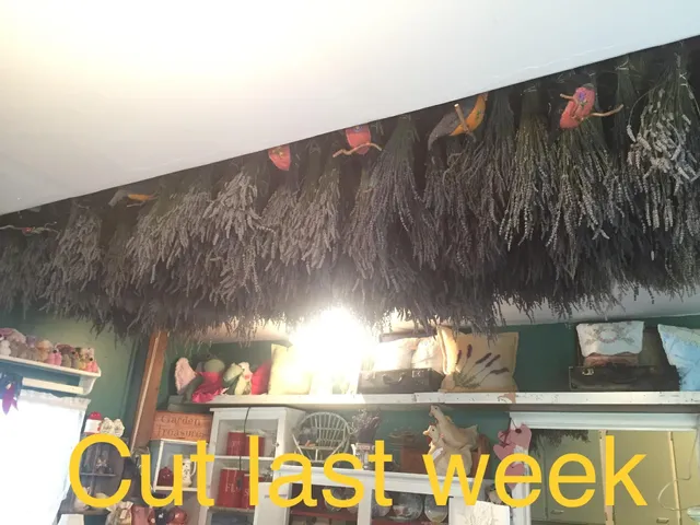 Back In Thyme Lavender and Country Garden