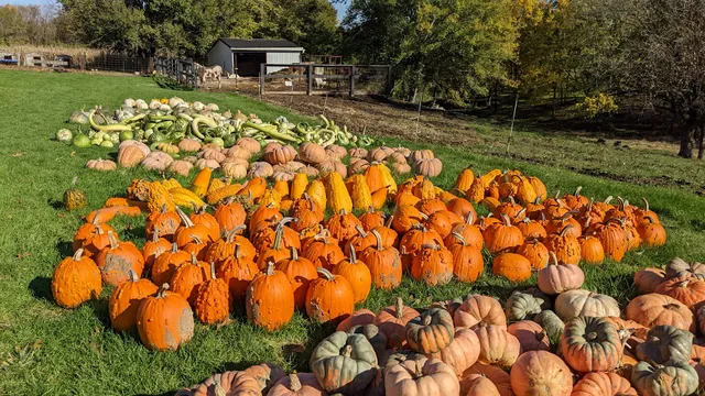 Frank Pumpkin Farm