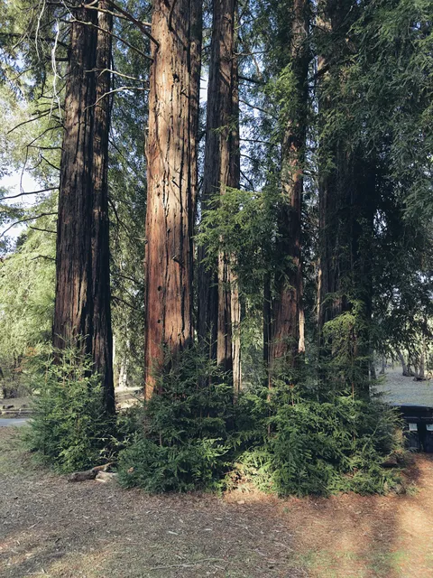 West Meadow Picnic Area