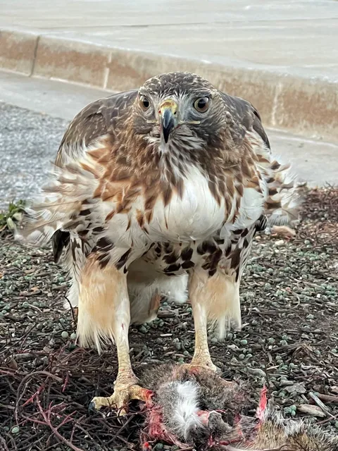 skatepark at Bay Creek
