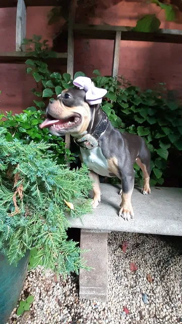 Soho Grand Private Dog Park