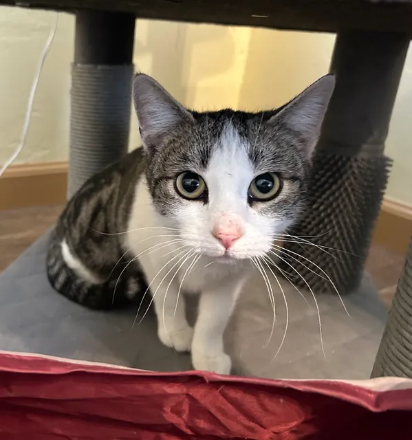 Miss Kitty's Cat House