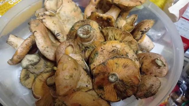 Bar Cafetería Avance