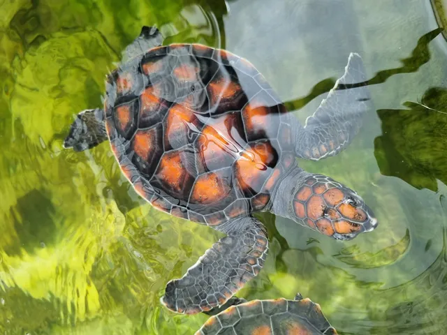 Discover Marine Wildlife and Eco Centre