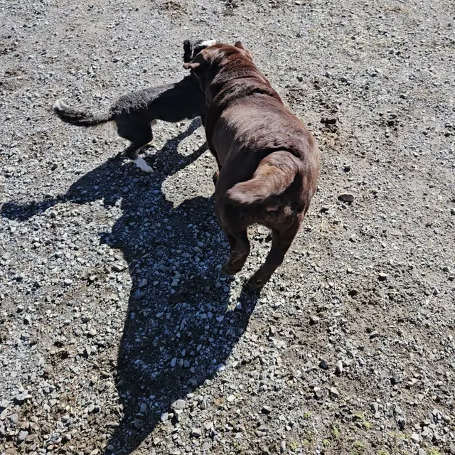 Blue Barn Dog Daycare & Boarding