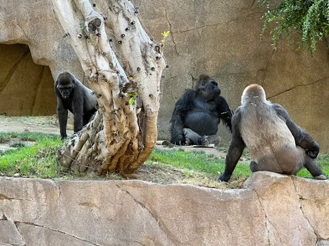 Gorilla Forest