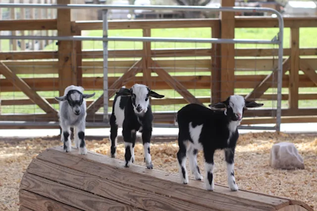 Goat Yoga At Alaska Farms